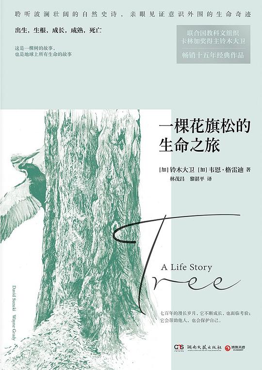 一棵花旗松的生命之旅